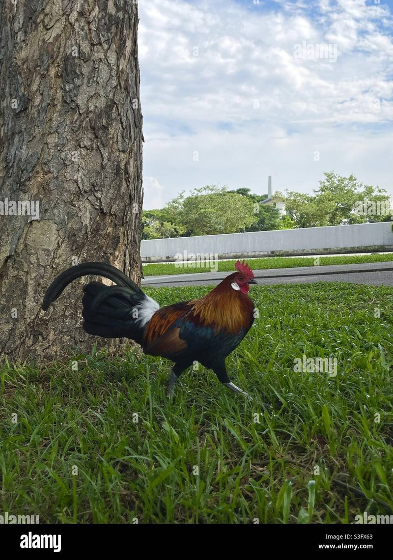Chicken road casino, chicken road españa