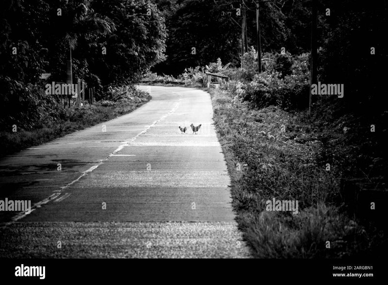Explore chicken road oficial