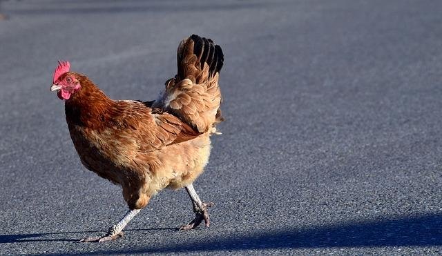 Image: Entdecken Sie das Faszinierende Spiel - Chicken Road in Deutschland